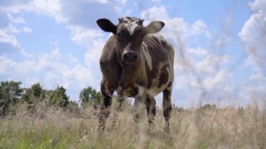 Genç İnek çayırda duruyor. Süt sığırı otlatma otlağı. Çiftlik ve çiftlik hayvanları