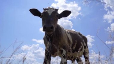 Güzel bir gökyüzünün arka planında genç bir dana. Çiftlik ve Çiftlik hayvanları
