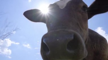 Genç Meraklı Boğa kamerayı koklamaya çalışıyor. Gökyüzü Arkaplanındaki İneğin Yakın Çekimi