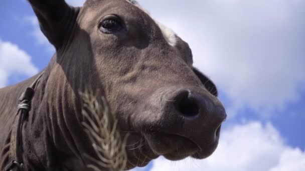 Портрет Молодої Корови Кольоровому Тлі Неба Живіт Молочна Худоба — стокове відео
