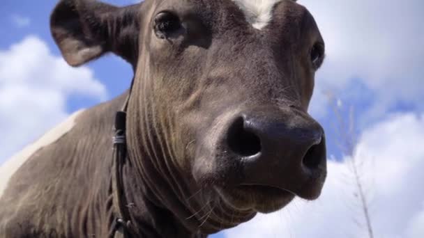 Renkli Gökyüzü Arkaplanındaki Genç Nek Portresi Çiftlik Hayvanları Dairy Sığırları — Stok video