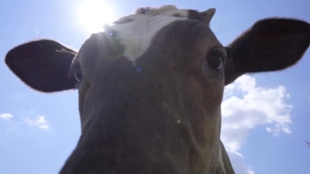 Joven Becerro Fondo Del Sol Brillante Vaca Pega Nariz Cámara — Vídeos de Stock