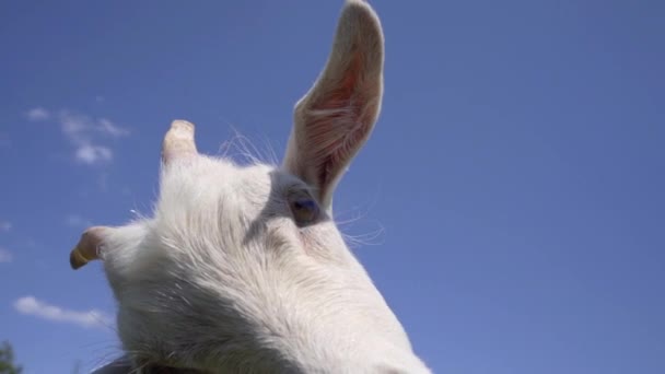 Detailní Záběr Funny Young Goat Blue Sky Pozadí Hospodářská Zvířata — Stock video