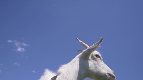 Close Funny Young Goat Blue Sky Background Livestock — Stock Video