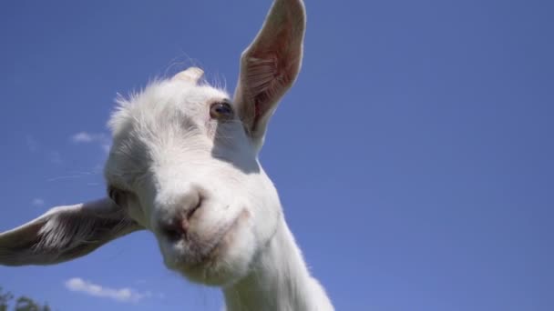 Detailní Záběr Funny Young Goat Blue Sky Pozadí Hospodářská Zvířata — Stock video