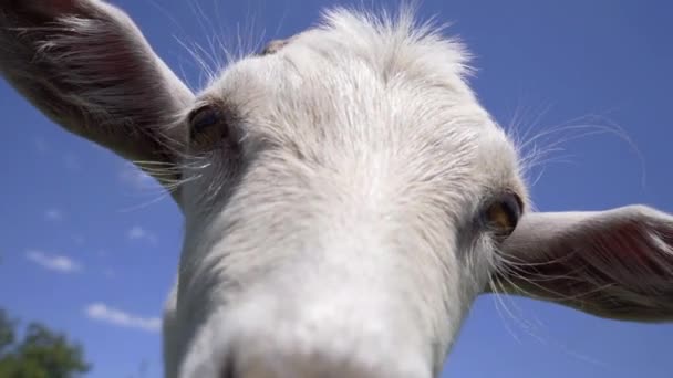 Close Cabra Engraçada Contra Fundo Céu Azul Curioso Goat Sniffing — Vídeo de Stock
