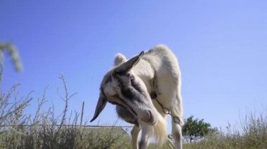 Keçi başını kaşıyan bir çayıra bağlanmış.