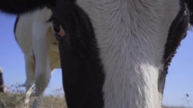 İnek Kapanışı 'nın başı. Süt Hayvanı