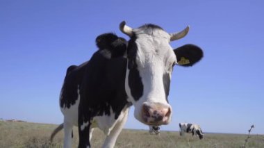Siyah ve Beyaz İnek Çayırda Duruyor Ve Merakla Kamerayı İnliyor