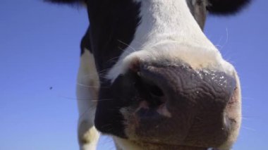 Siyah ve Beyaz İnek kameraya bakar ve dili gösterir. Meadow 'da Yakın Çekim İnek