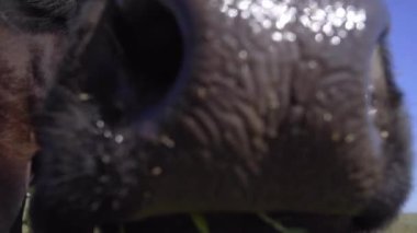 Meraklı Siyah İnek Kameraya Burun Çekiyor. Süt Hayvanı