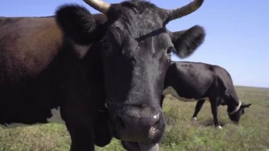 Yakın plan Komik Siyah İnek Kamerayı Yalıyor. Süt inekleri çayırda otluyor