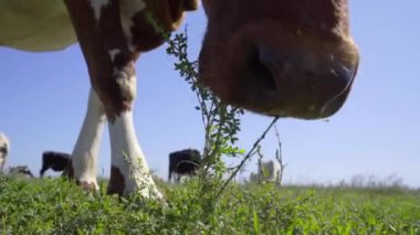 Çayırdaki Kahverengi İnek Yeme Çimeni 'ne yakın çekim. Süt inekleri sürüsü Çayırda otluyor