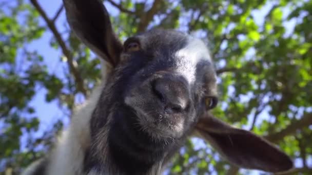 木の枝を背景にヤギのクローズアップ — ストック動画