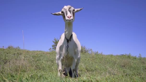 Meadow Duran Komik Keçi Kafası Çiftlik Hayvanları Otlatma — Stok video
