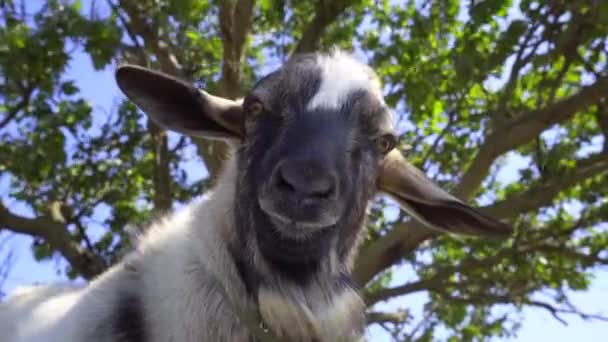 木の枝を背景にヤギのクローズアップ — ストック動画
