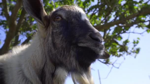 一个长着大耳朵的有趣的山羊的肖像 家养牛 — 图库视频影像