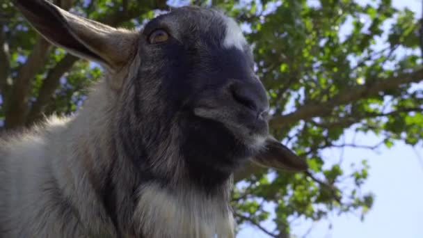 Retrato Una Cabra Graciosa Con Orejas Grandes Bovino Doméstico — Vídeos de Stock