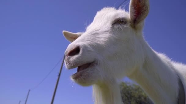 Goat Chewing 인터넷 데이터베이스 하늘을 배경으로 가축을 기르는 — 비디오
