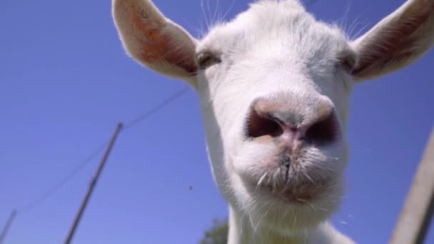 White Goat Olha Para Câmera Vira Fora Mastiga Cabra Close — Vídeo de Stock