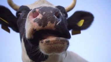 Siyah ve Beyaz İnek Çimen Çiğneme Sakızı 'nın yakın çekimi, ağır çekimde. Mavi Gökyüzü Arkaplanındaki İnek Kafası. Çiftlikteki Süt İnekleri