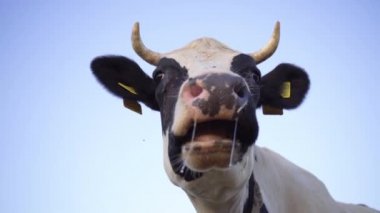 Siyah ve Beyaz İnek Çimen Çiğneme Sakızı 'nın yakın çekimi, ağır çekimde. Mavi Gökyüzü Arkaplanındaki İnek Kafası. Çiftlikteki Süt İnekleri