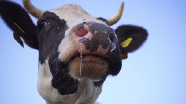 Cow Head Horns Close Background Sky Dairy Cow Chews Grass — Stock Video