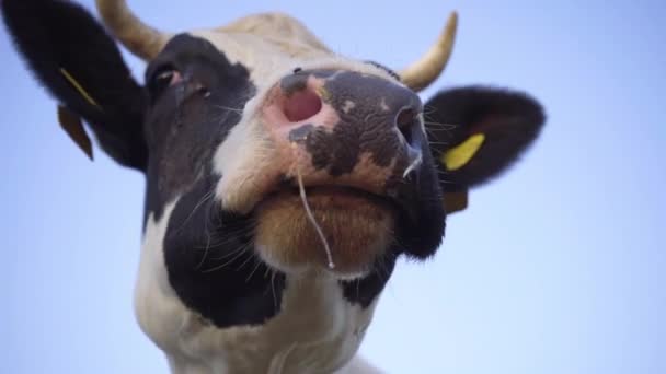 Närbild Svart Och Vit Tuggar Gräs Tuggummi Cow Head Blue — Stockvideo