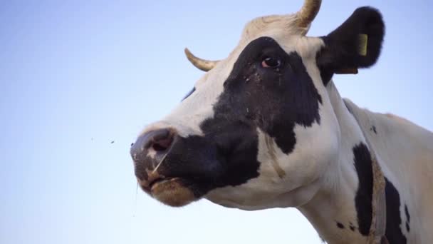 Молочная Корова Жует Жвачку Включает Камеру Крупный План Голова Коровы — стоковое видео