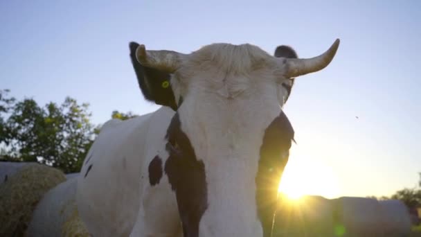 Primer Plano Vaca Negra Blanca Fondo Los Rayos Del Sol — Vídeo de stock