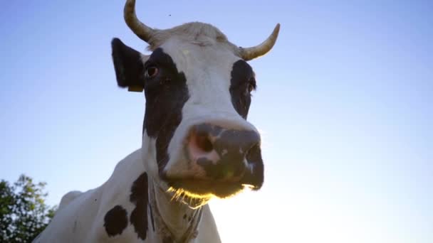 Cabeza Vaca Cerca Con Cuernos Cabeza Torsión Vaca Cámara Lenta — Vídeos de Stock