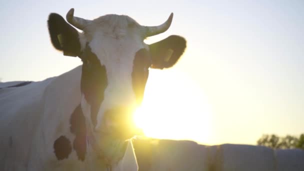 Primer Plano Vaca Negra Blanca Fondo Los Rayos Del Sol — Vídeo de stock