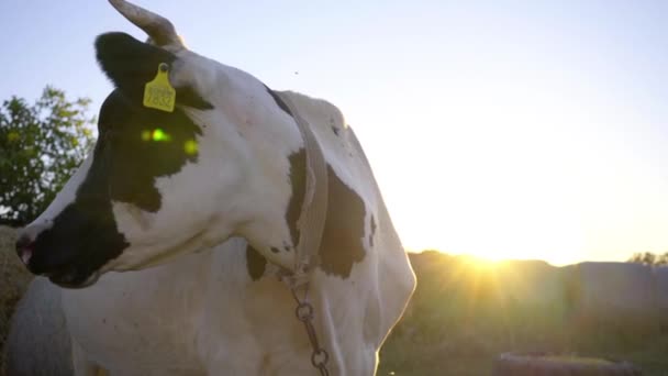 Vaca Alba Neagra Coarne Isi Intoarce Capul Close Vacă Sunset — Videoclip de stoc