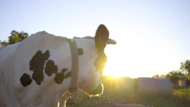 Czarno Biała Krowa Rogami Odwraca Głowę Zbliżenie Krowy Zachodzie Słońca — Wideo stockowe