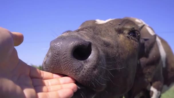 Nahaufnahme Des Kalbes Das Die Hand Des Menschen Leckt Viehzucht — Stockvideo