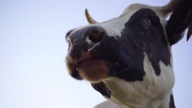 Siyah ve Beyaz Süt İneği 'nin başı. Yaklaş. İnek Çiğniyor. 4k