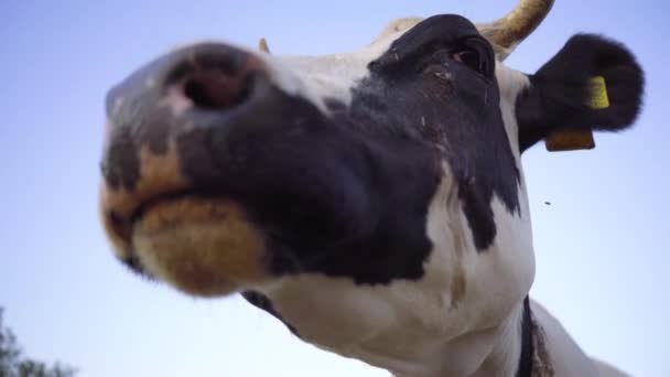 Tête Vache Laitière Noire Blanche Gros Plan Des Croquettes Vache — Video