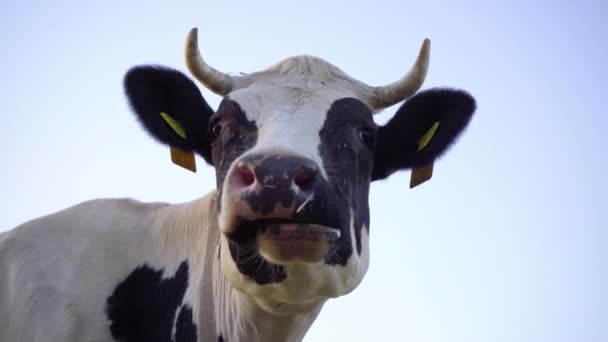 Κοντινό Πλάνο Του Black White Dairy Cow Αγελάδες 4Ια — Αρχείο Βίντεο