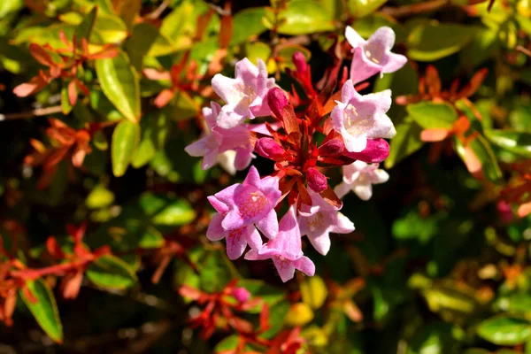 Een Closeup Van Een Mooie Glanzende Abelia Roze Bloemen — Stockfoto