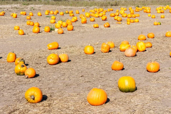 Pumpkins Pumpking Field — Stock Photo, Image