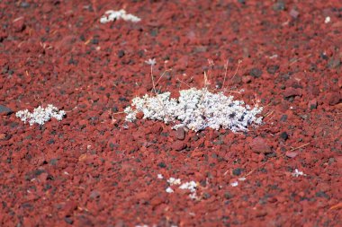 Cüce karabuğday bitkisi volkanik kül üzerinde yetişir. Seçici odak.