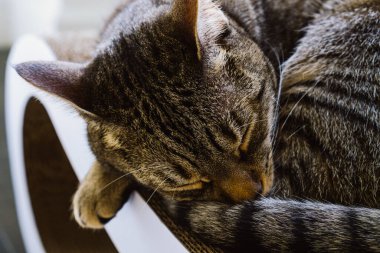 Küçük bir kedinin, bir odada beyaz bir kedi kaşıyıcısının üzerinde uyuduğu yakın plan.