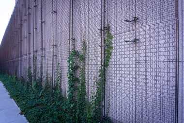 Metal ağa tırmanan yeşil sarmaşığın arkaplan ve dokusu