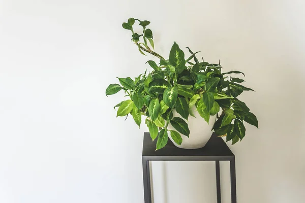 Sauberes Interieur Mit Ständer Und Immergrüner Pflanze Auf Leerem Weißen — Stockfoto