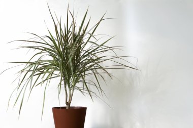 İçerisi duruş ve Madagaskar ejderha ağacıyla dolu boş beyaz duvar arkaplanı metin için.