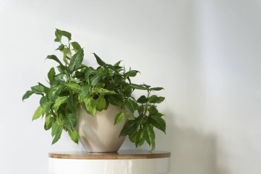 Metin için boş beyaz duvar arkaplanı üzerinde stand ve daima yeşil bitki ile temiz iç