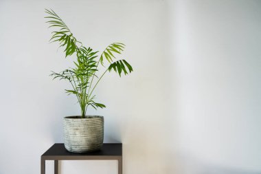 Metin için boş beyaz duvar arkaplanı üzerinde stand ve palmiye ağacı bitkisi ile temiz iç plan