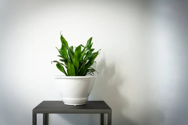 Estudio Una Planta Maíz Interior Sobre Soporte Contra Fondo Pared — Foto de Stock