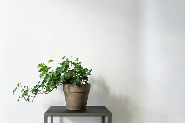 Estudio Una Planta Hiedra Inglesa Sobre Soporte Sobre Fondo Blanco — Foto de Stock