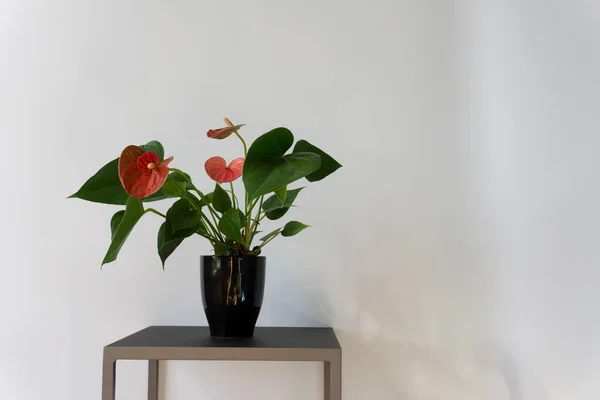 Studio shot of an Anthurium plant on a stand against white wall background for text. The red, heart-shaped flowers